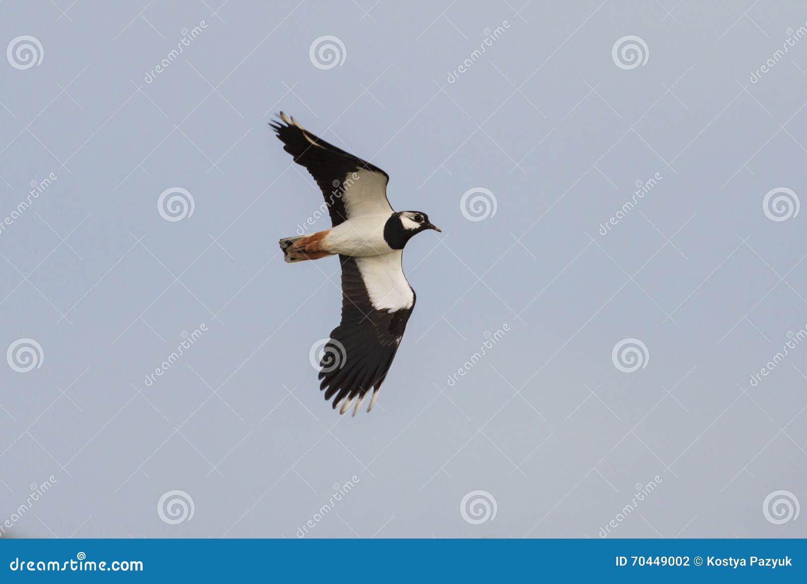 Zwart-witte Vogel Die in De Hemel Vliegen Stock - Image of ecologie, weide: 70449002