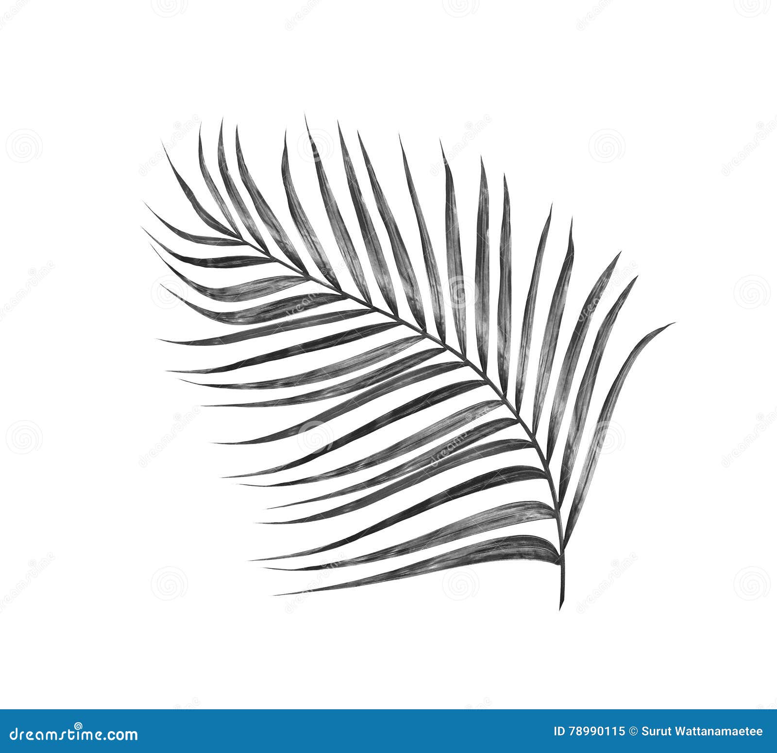 vaccinatie Blauw Controversieel Zwarte bladeren van palm stock afbeelding. Image of pictogram - 78990115 vaccinatie Blauw Controversieel Zwarte bladeren van palm stock afbeelding. Image of pictogram - 78990115