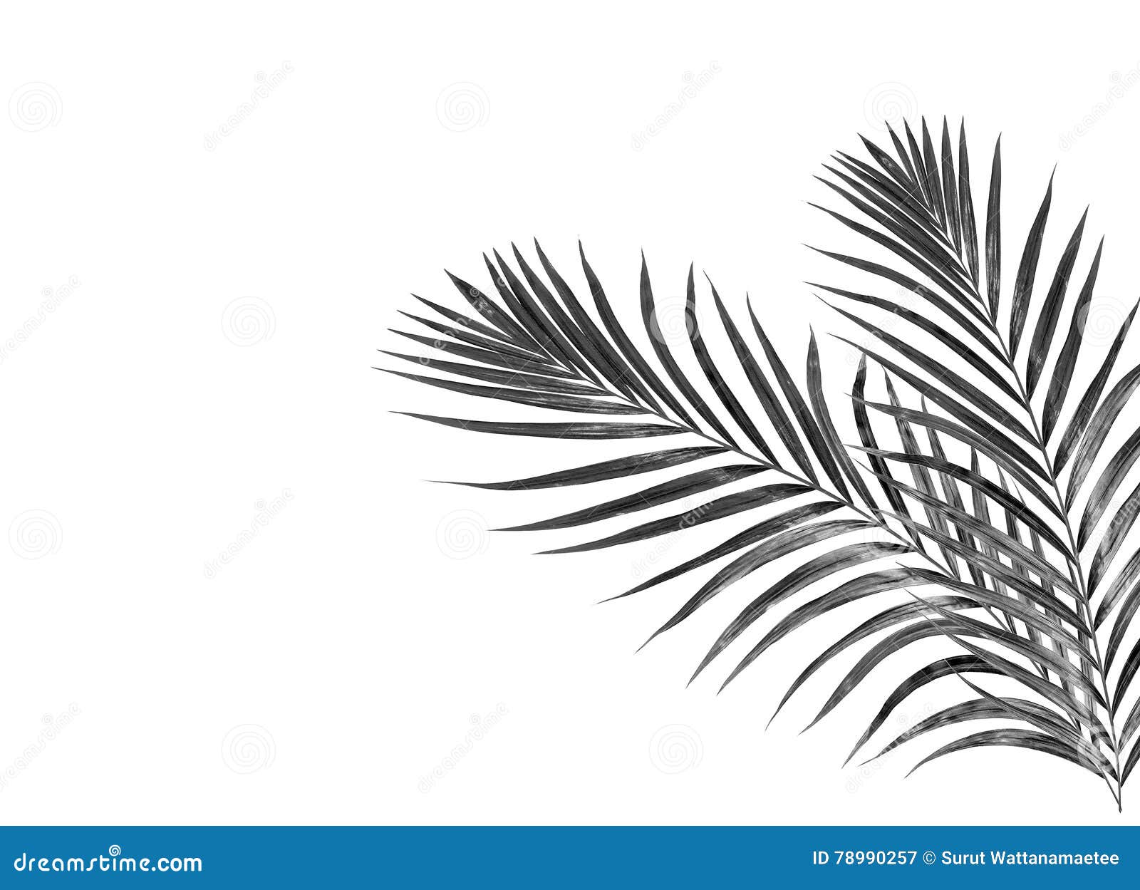 Alternatief voorstel terwijl Jane Austen Zwarte bladeren van palm stock illustratie. Illustration of gebladerte -  78990257