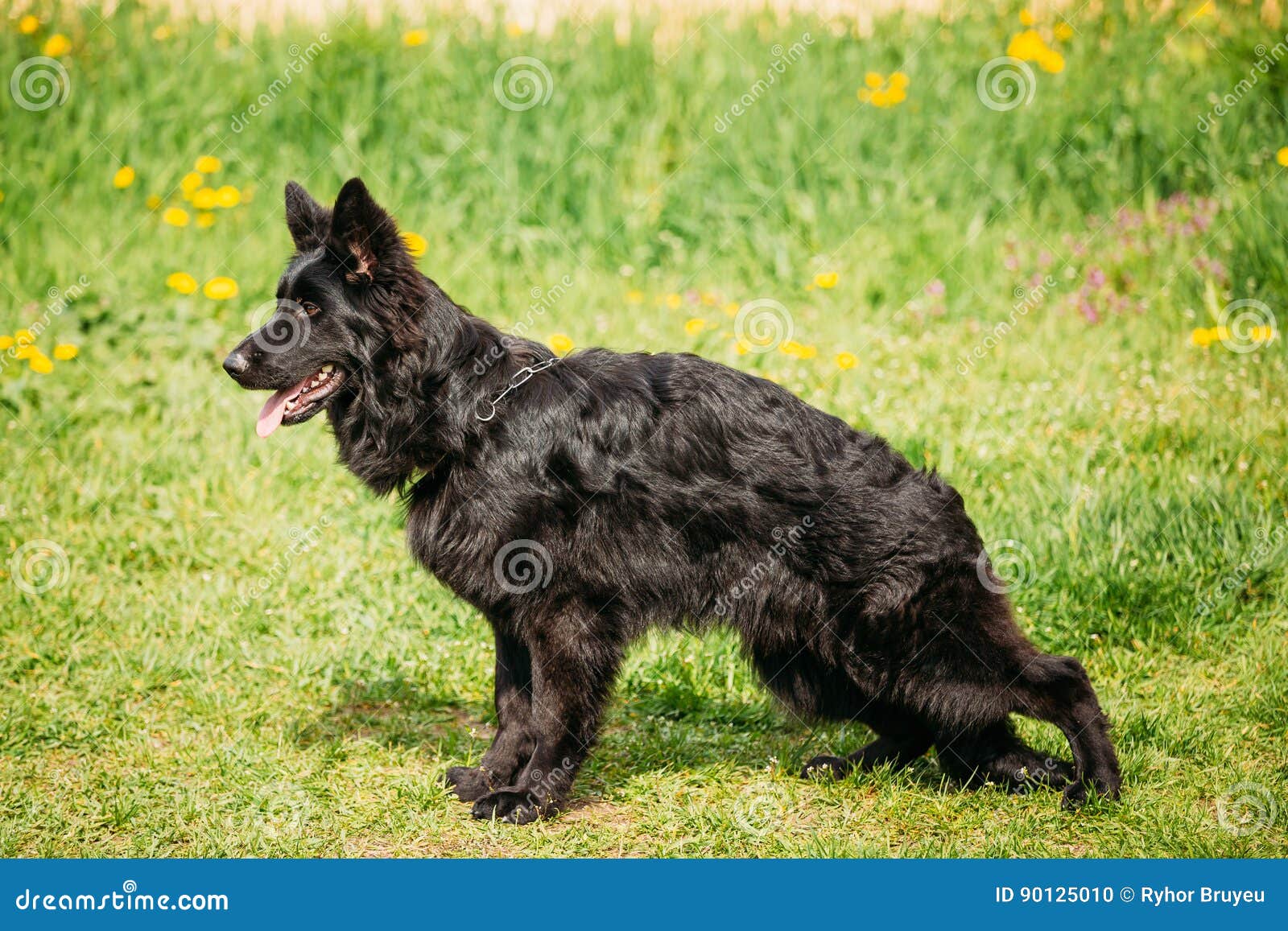 Hedendaags Zwarte Duitse Herder Dog Sit In Green Grass Elzassisch Wolf Dog IW-98