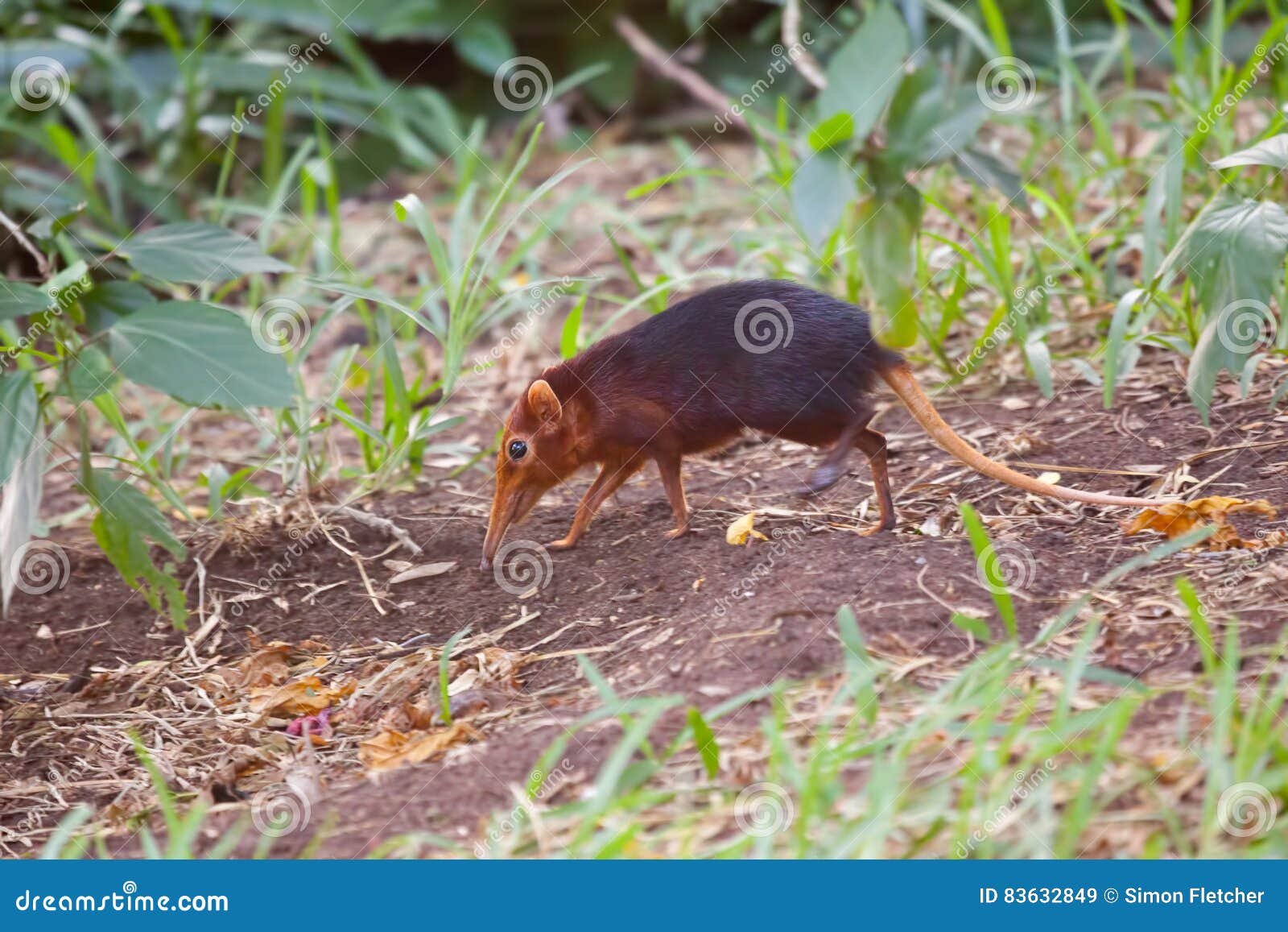 Een Zwarte en Rufous Olifantsspitsmuis, aka die Zwarte en Rufous Sengi, kreupelhout in een bosmilieu in het Eiland van Zanzibar doornemen