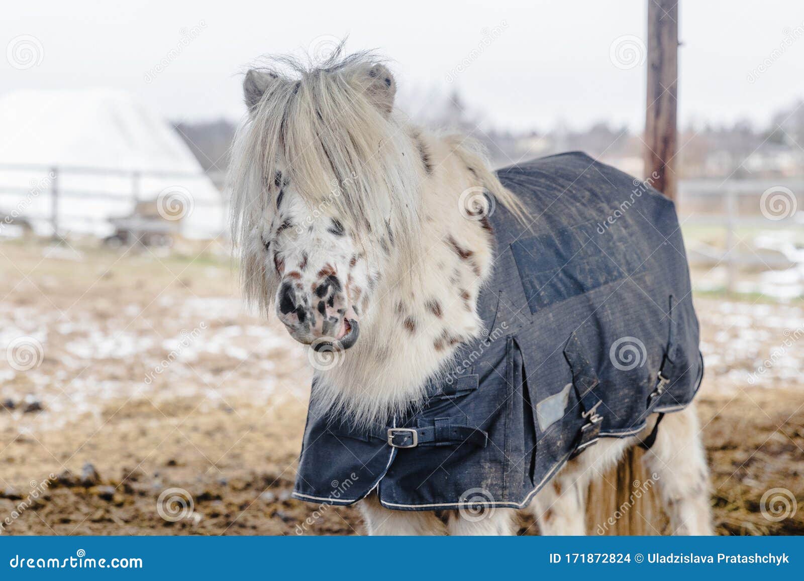 levering aan huis betreuren Helm Zwarte En Witte Pony in Deken Stock Foto - Image of bevlekt, leuk: 171872824