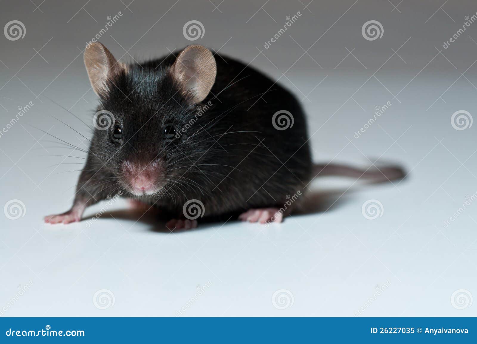 Weven Geboorteplaats microscoop Zwarte muis stock afbeelding. Image of wijfje, bont, test - 26227035