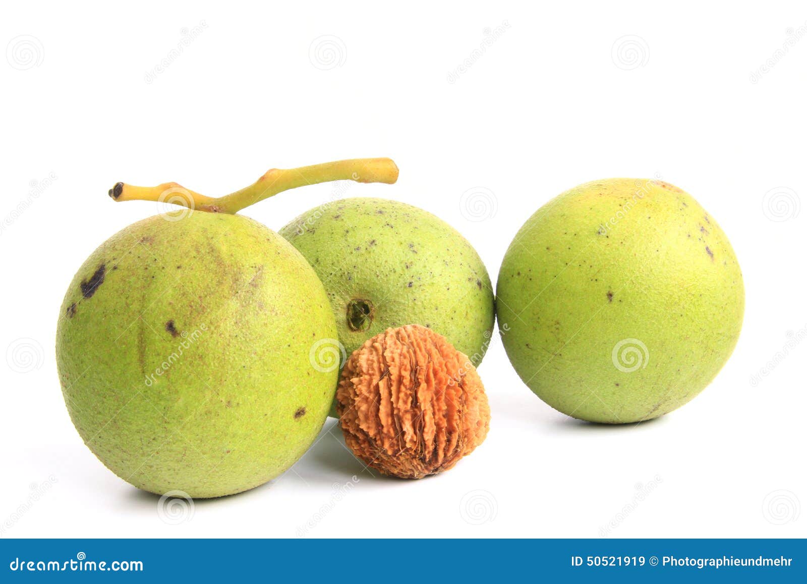 Zwarte Okkernoot (Juglans-Nigra) Stock Afbeelding - Image Of Geïsoleerd, Noot: 50521919