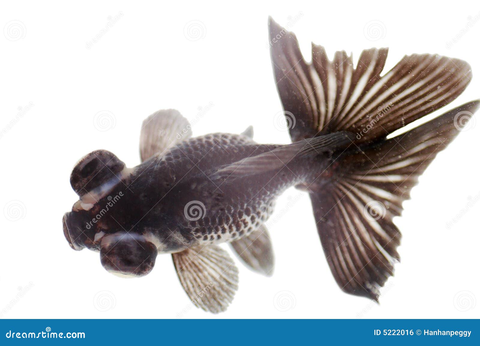 Wauw Articulatie Mens Zwarte vissen stock foto. Image of achtergrond, leven - 5222016