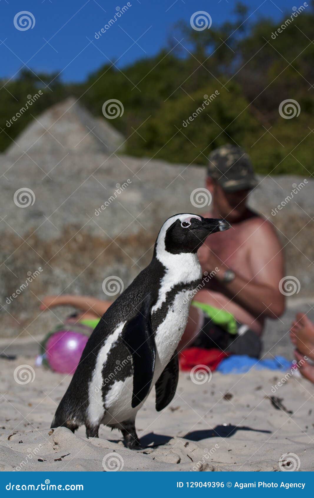 zwartvoetpinguÃÆÃÂ¯n, penguin, spheniscus demersus