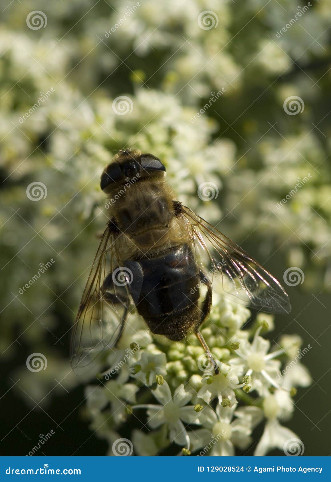 zweefvlieg, hoverfly