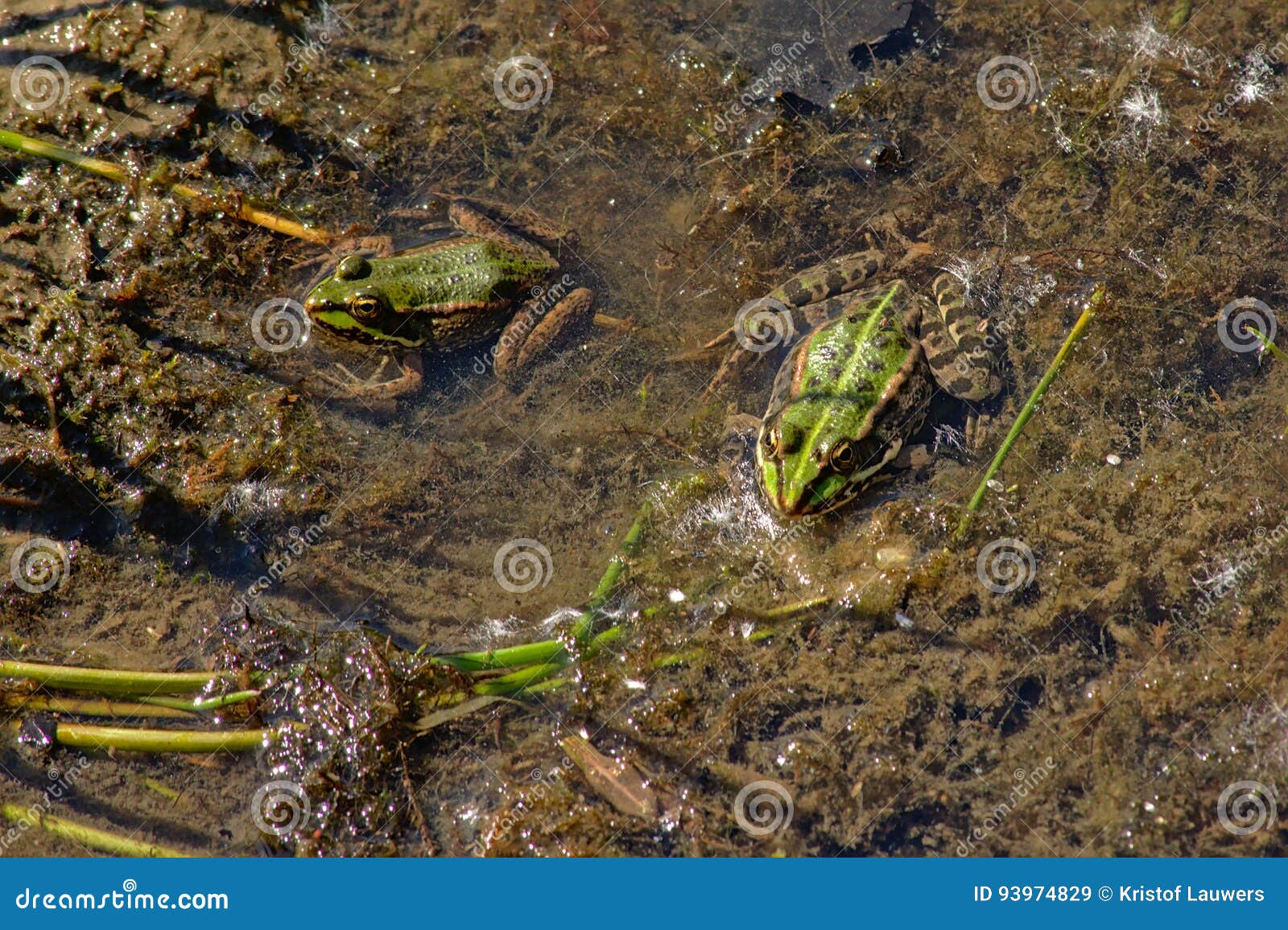 Zwei Frösche, Die Im Teich Anura Sitzen Stockbild Bild von grün