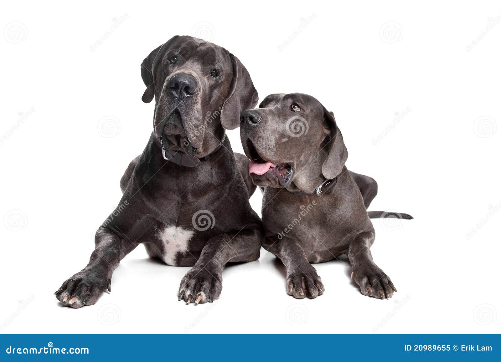 Zwei Graue Hunde Des Grossen Danen Stockbild Bild Von Hunde Grossen 9655