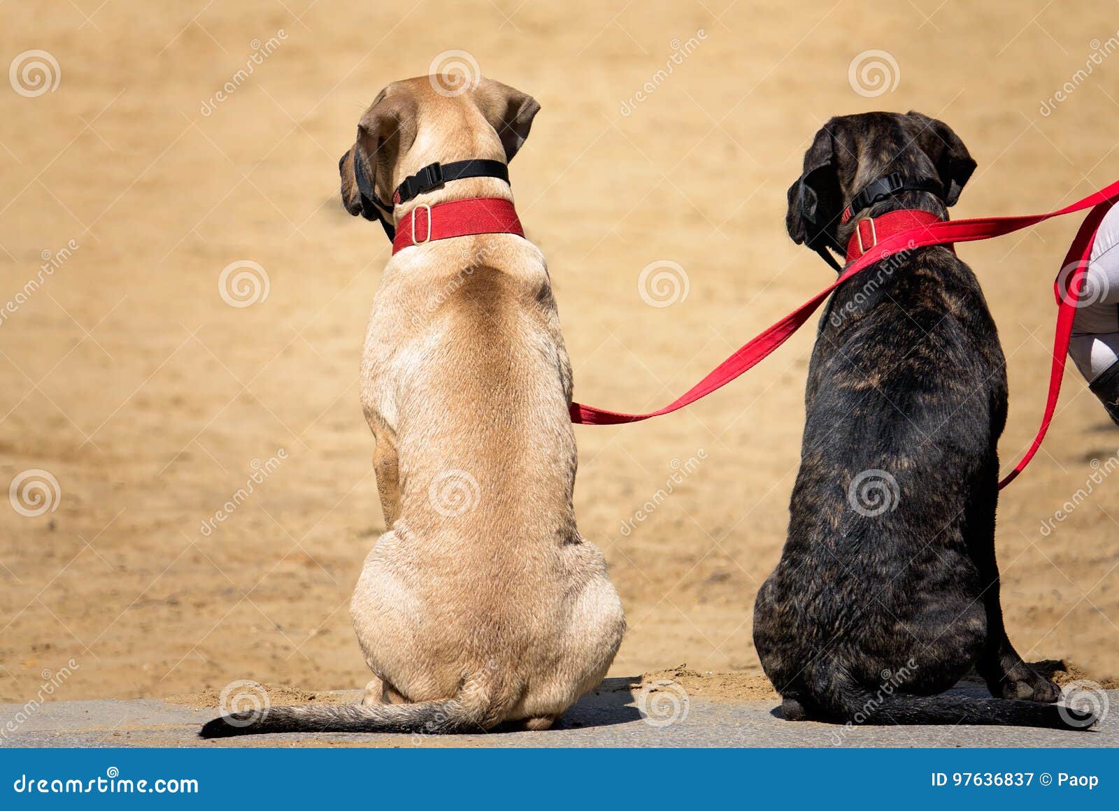 Zwei Hunde auf einer Leine stockbild. Bild von loyalität 97636837
