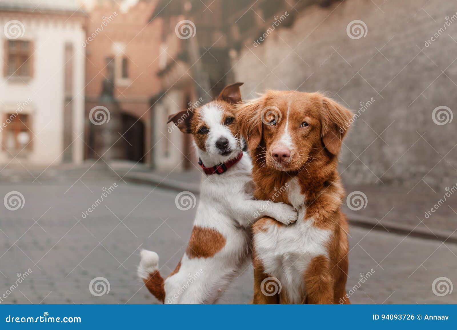 Zwei Hunde In Der Alten Stadt Stockfoto Bild von europa