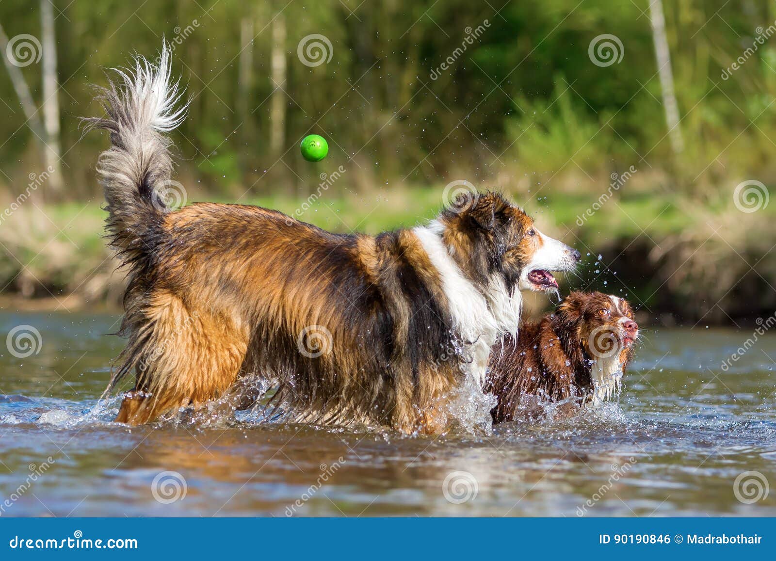 Zwei Hunde Die In Dem Fluss Spielen Stockfoto Bild Von Zwei Fluss
