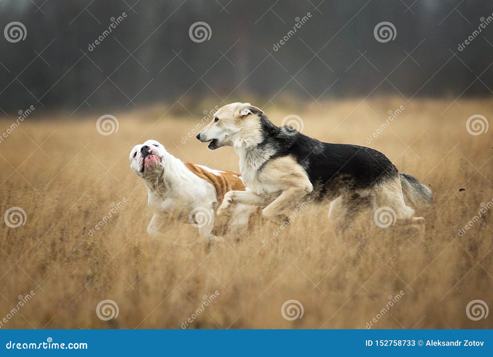 Zwei Hunde, Die An Der Kamera Laufen Nicht Reinrassiger Und Englischer