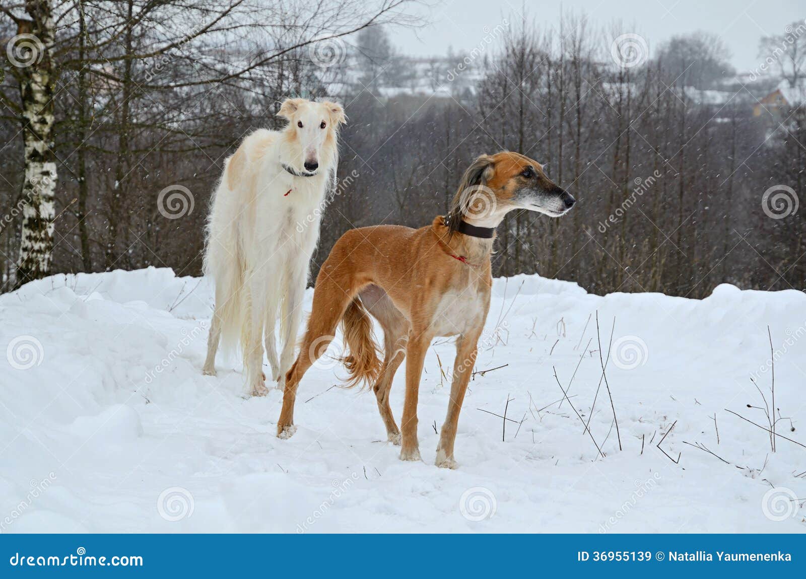 Zwei Jagdhunde stockbild. Bild von tier, schönheit, landwirtschaftlich
