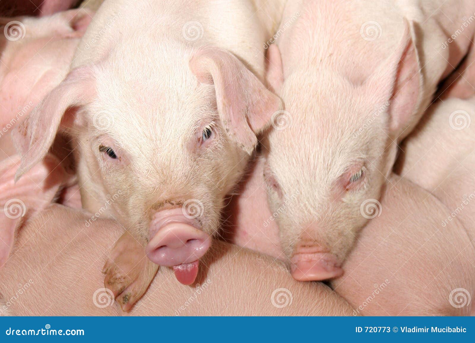 176 Lustige Schweine Fotos Kostenlose Und Royalty Free Stock Fotos Von Dreamstime