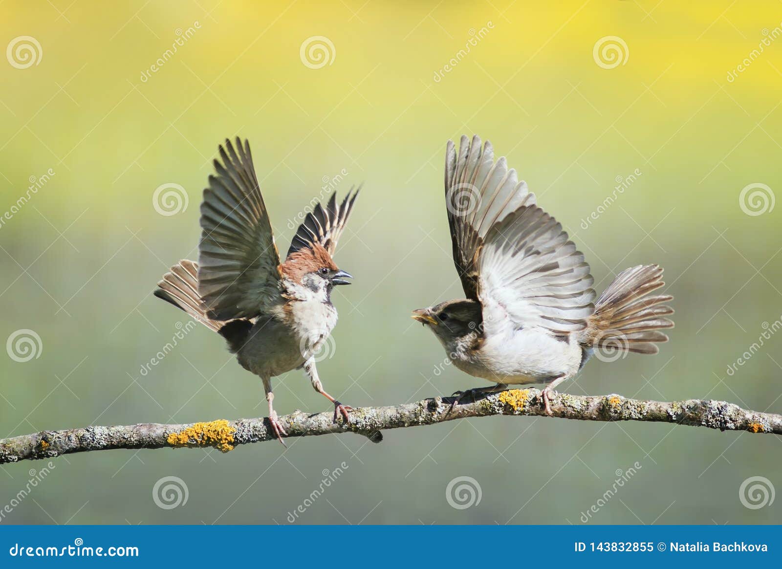 Zwei kleine lustige Vogelspatzen auf einer Niederlassung in einem sonnigen Frühlingsgarten, der ihre Flügel und Schnäbel während. Zwei lustige Vogelspatzen auf einer Niederlassung in einem sonnigen Frühlingsgarten, der ihre Flügel und Schnäbel während einer Debatte flattert