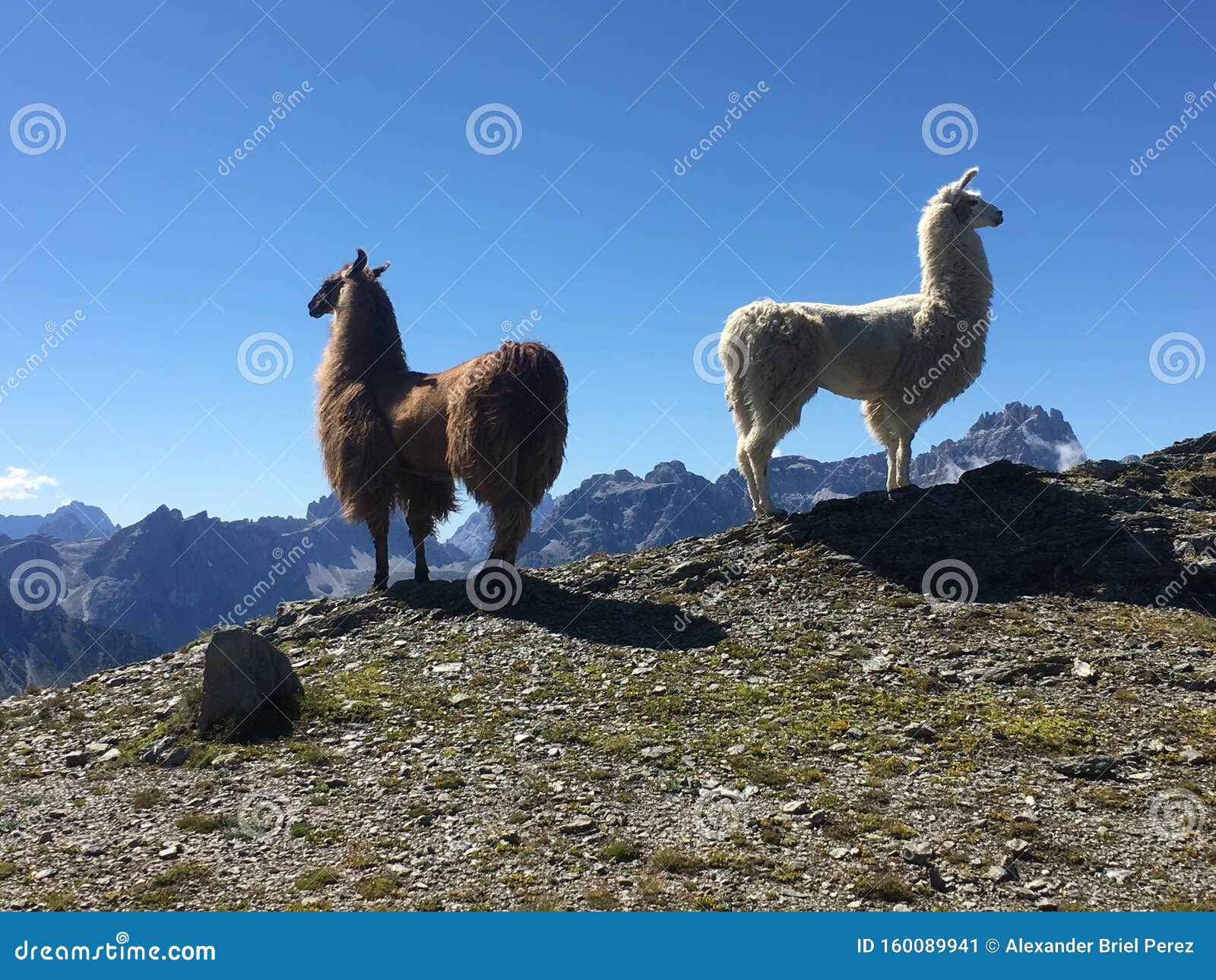 Zwei Lamas aus Südtirol. Zwei Lämmer aus Südtirol sind sich nicht einig, wie sie sie nehmen sollen