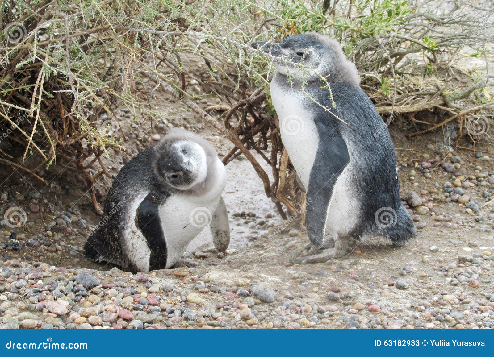 Zwei Lustige Kleine Pinguine Stockbild - Bild von hintergrund, vogel
