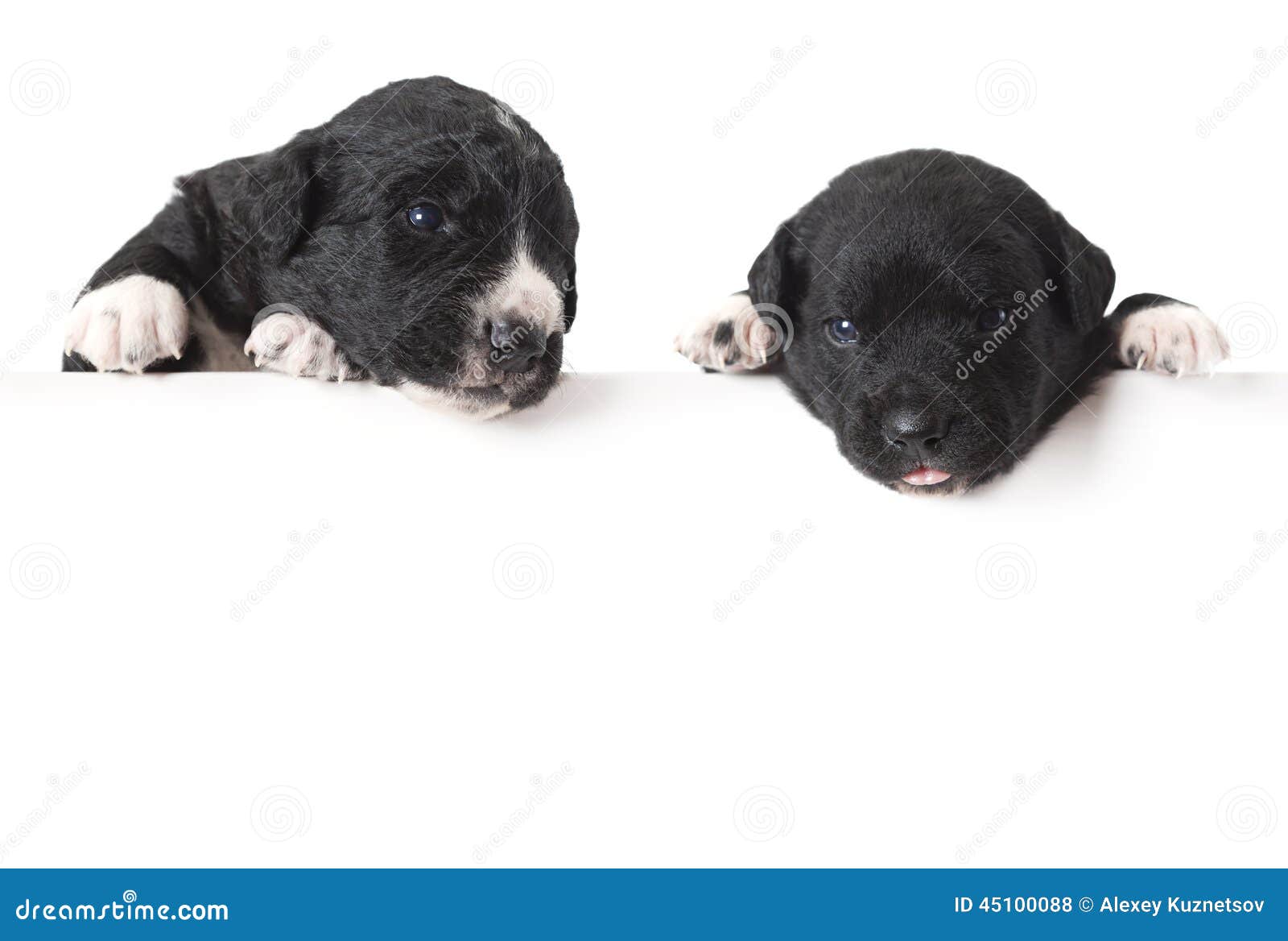 Zwei Mexikanische Xoloitzcuintle Welpen Stockfoto Bild von hunde