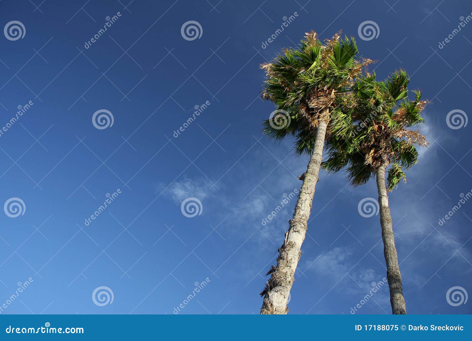 Zwei Palmen mit blauem Himmel