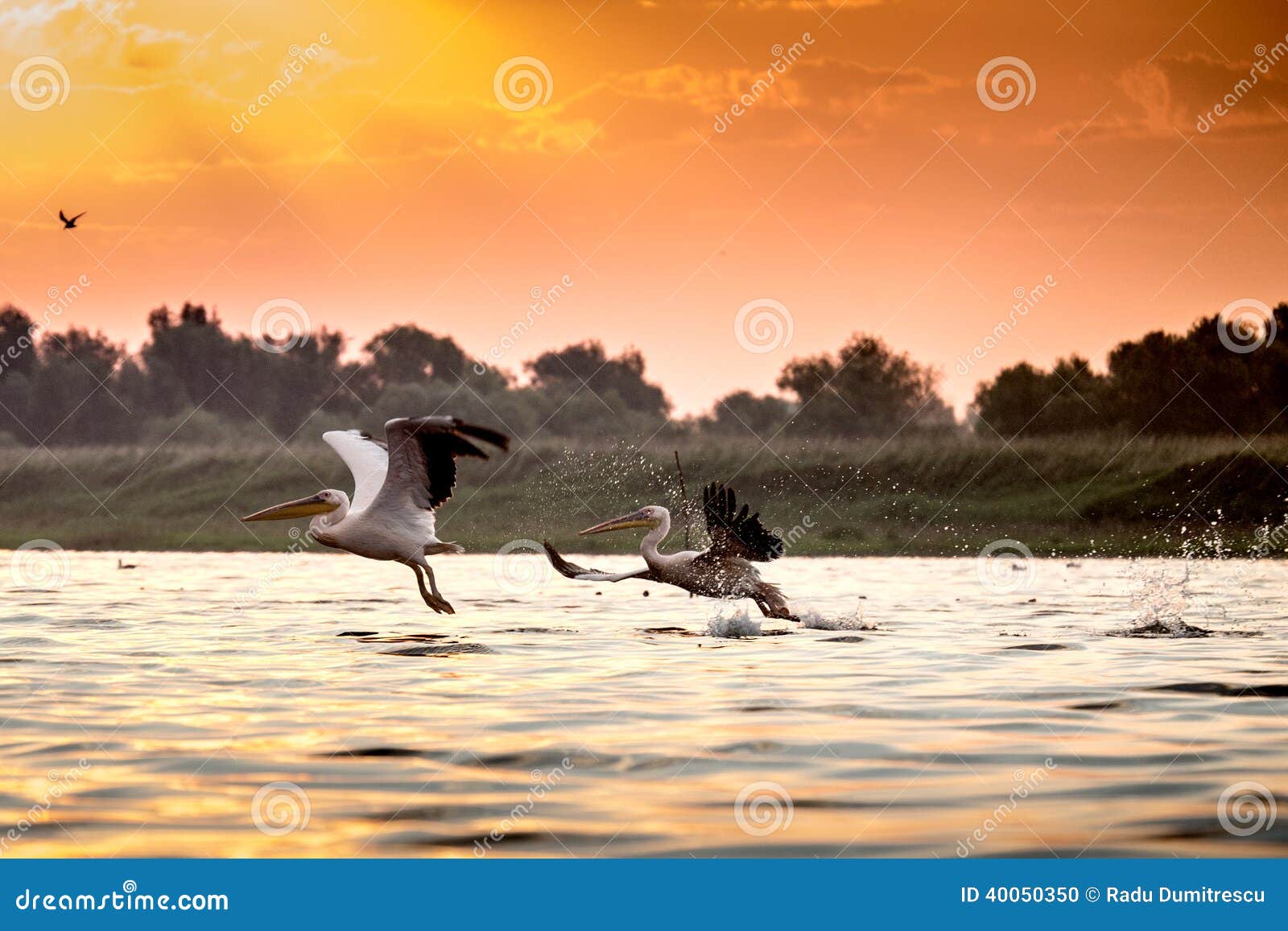 Zwei Pelikane von Donau-Delta