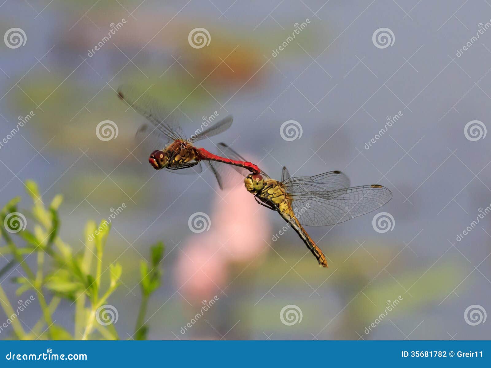 Zwei Rote Libellen, Die Im Flug Verbinden Stockfoto Bild von bunt