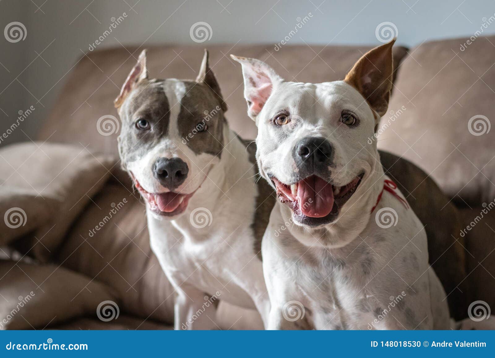 Zwei Schone Hunde Die Auf Dem Sofalacheln Sitzen Stockfoto Bild Von Zwei Sitzen