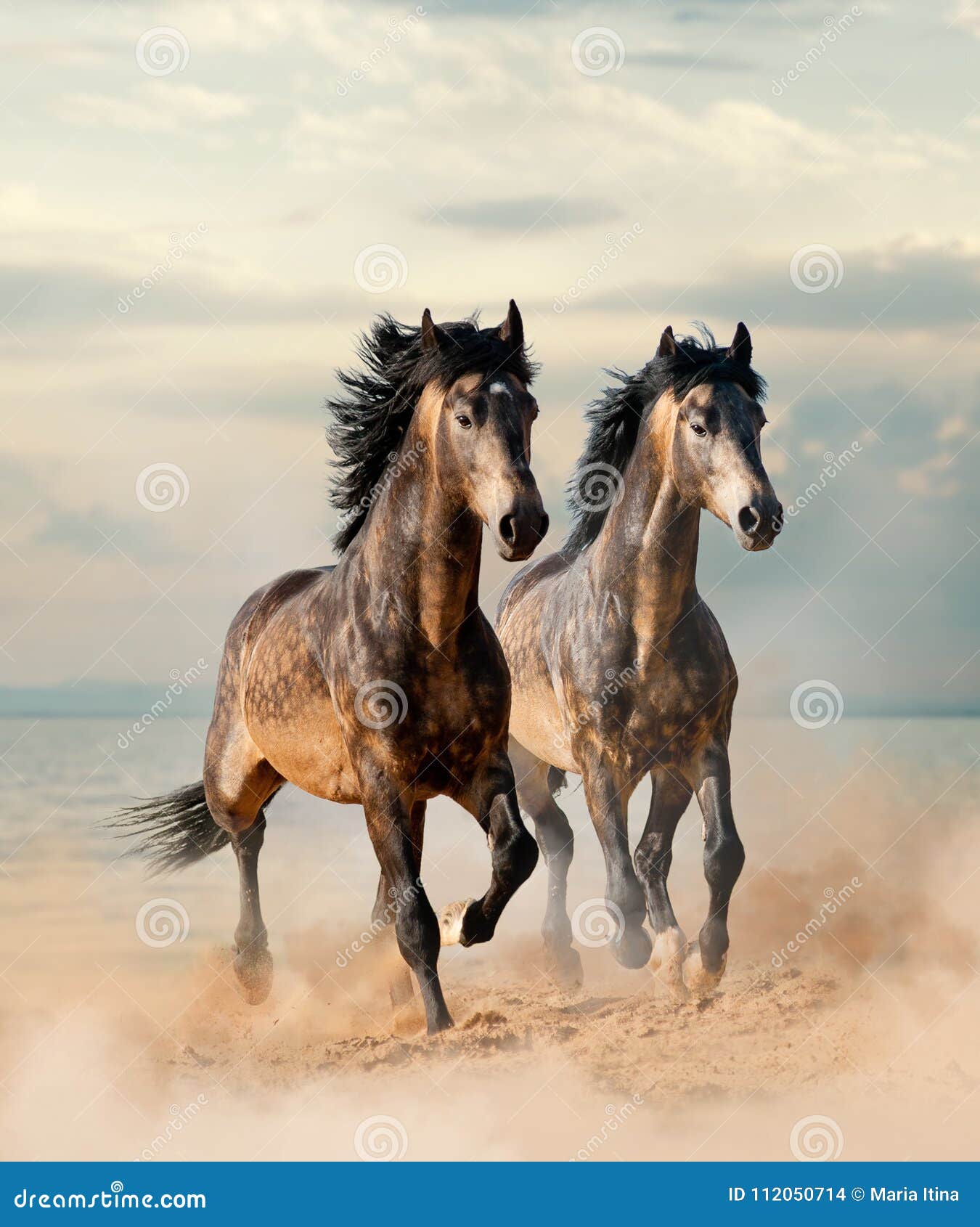 Zwei Schone Pferde Stockfoto Bild Von Schone Zwei