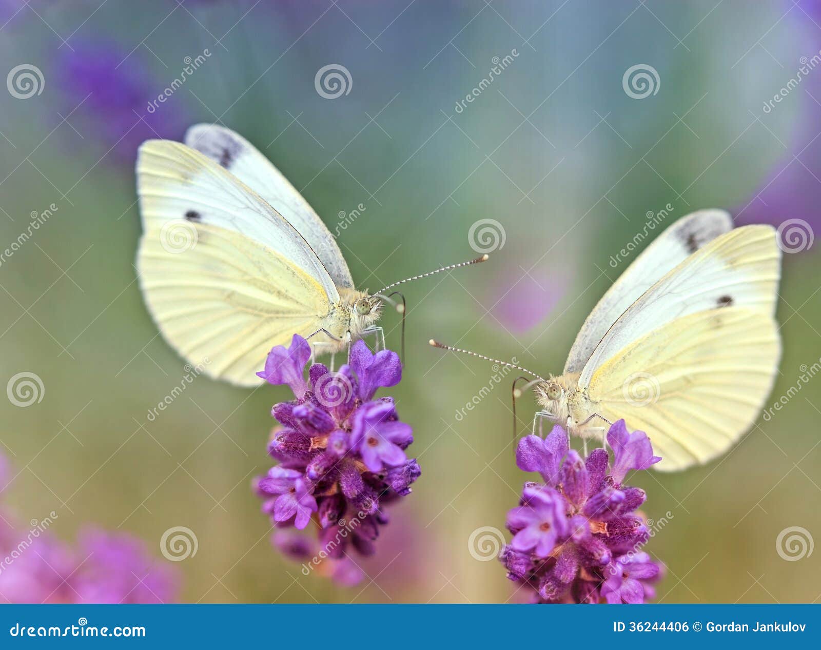 Zwei Schmetterlinge Auf Einem Lavendel Stockfoto Bild von betrieb, nahaufnahme 36244406