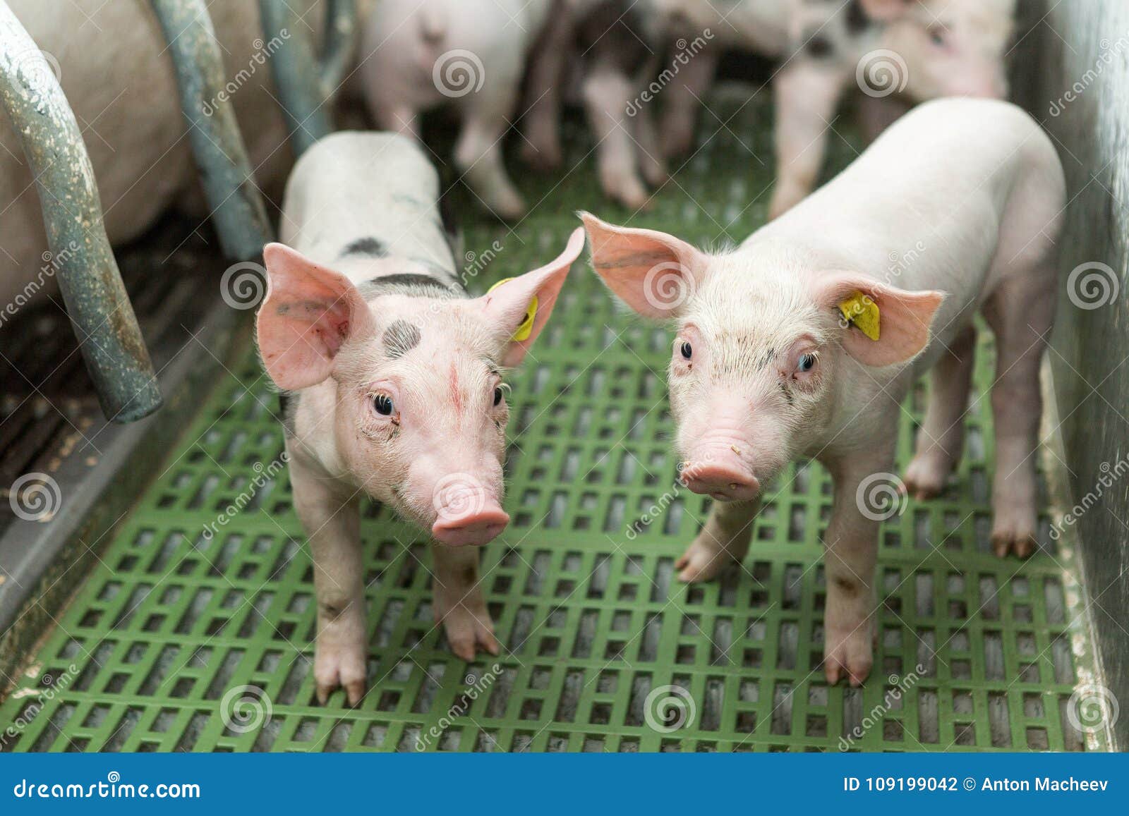 Zwei Schweine Schweinezuchtbetrieb Lustige Ferkel Stockfoto Bild Von Zwei Lustige
