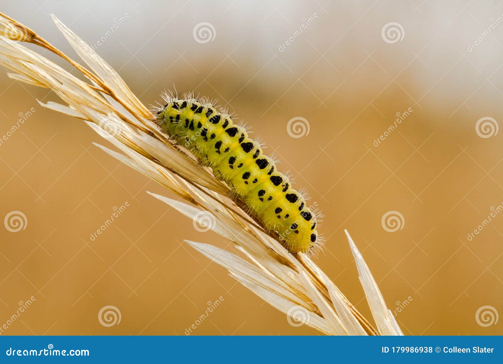 Zygaena Filipendulae Stephensi, een zeshoekige Boerenschil, op een grasstengel in een weide met een wazig strogekleurde achtergrond