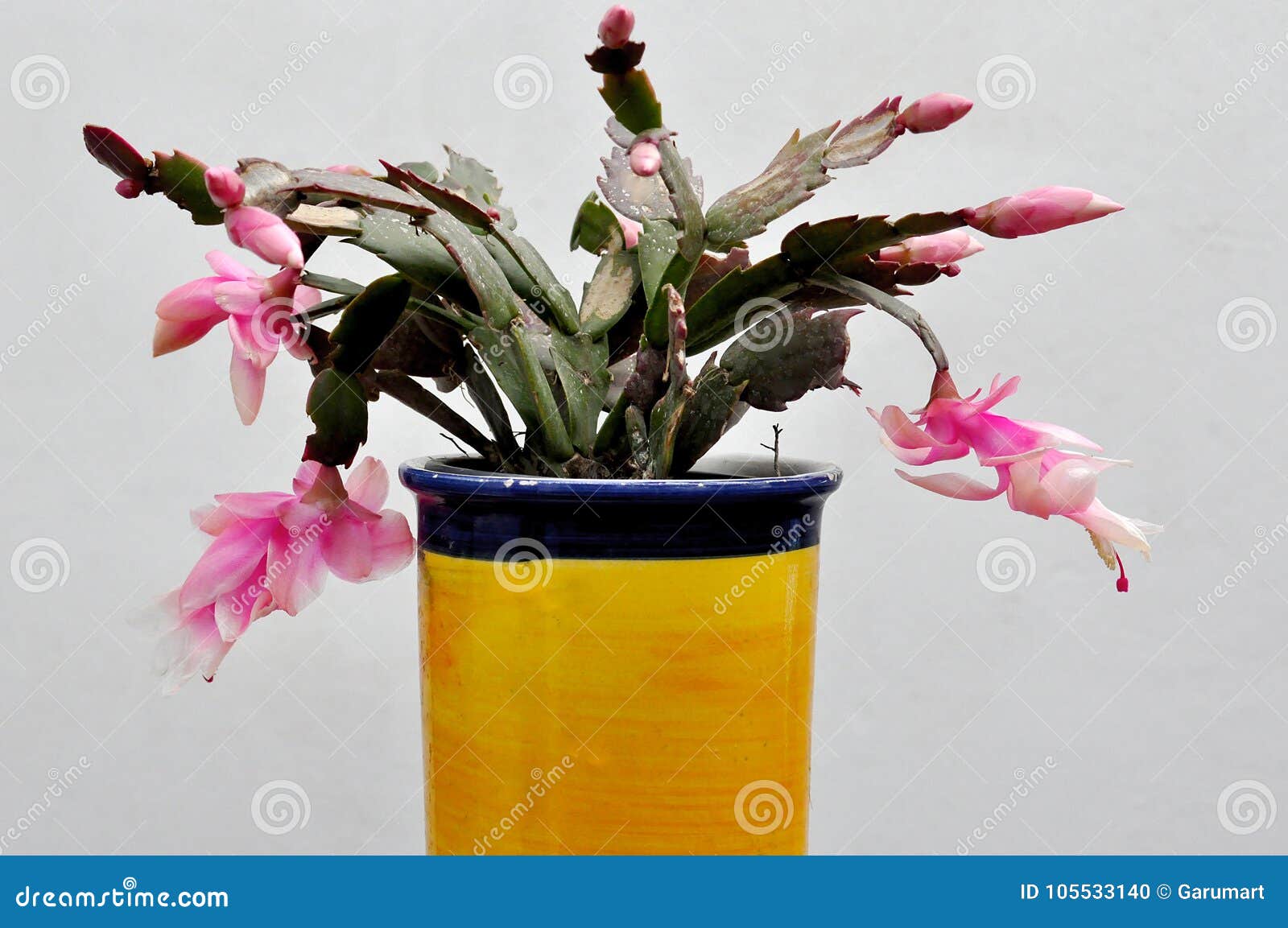 Download Zygocactus Truncata Christmas Cactus White Background Stock Image of schlumbergera