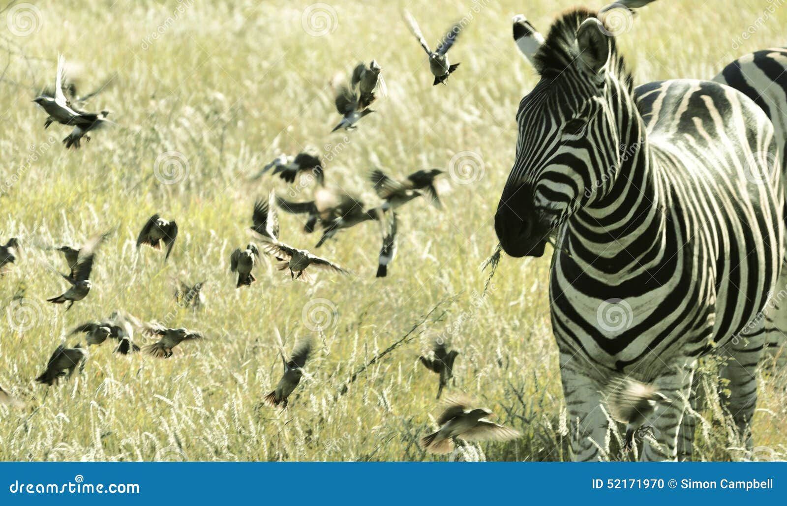 Zèbre parmi de petits oiseaux de vol, parc national Afrique du Sud de Kruger. Le zèbre mâche l'herbe au coucher du soleil, parc national Afrique du Sud de Kruger