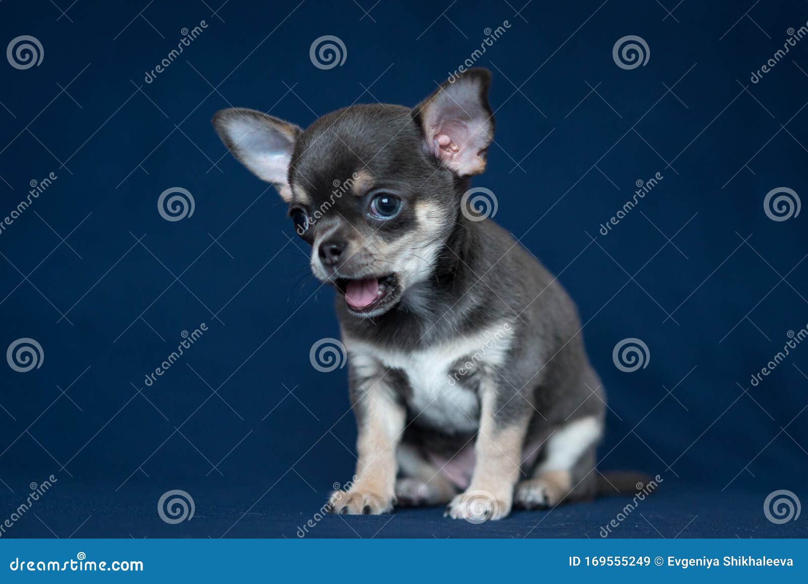 Chihuahua blue adulto