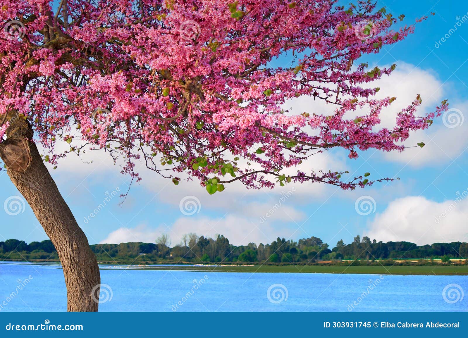 ÃÂrbol del amor, ÃÂrbol de judas, cercis siliquastrum