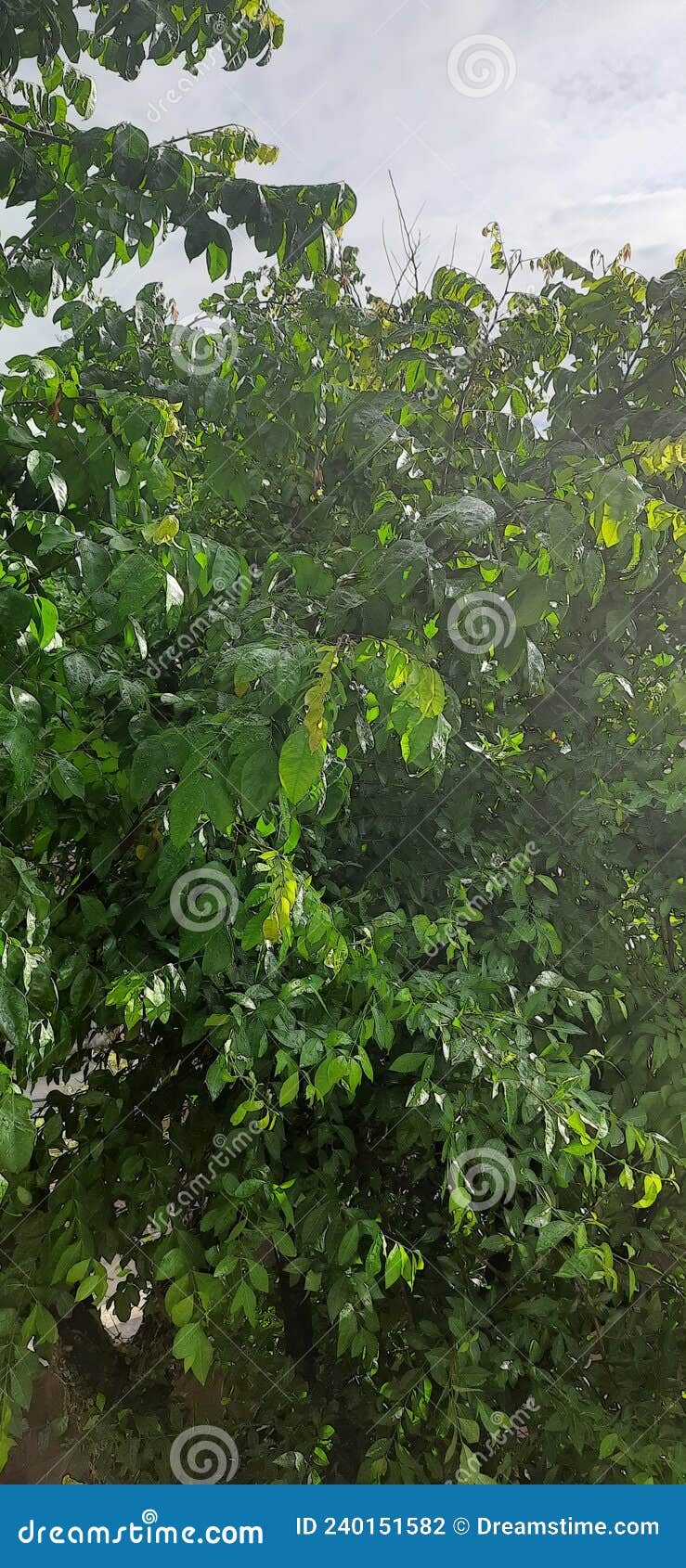ÃÂrvore arbusto tree leafs  bush