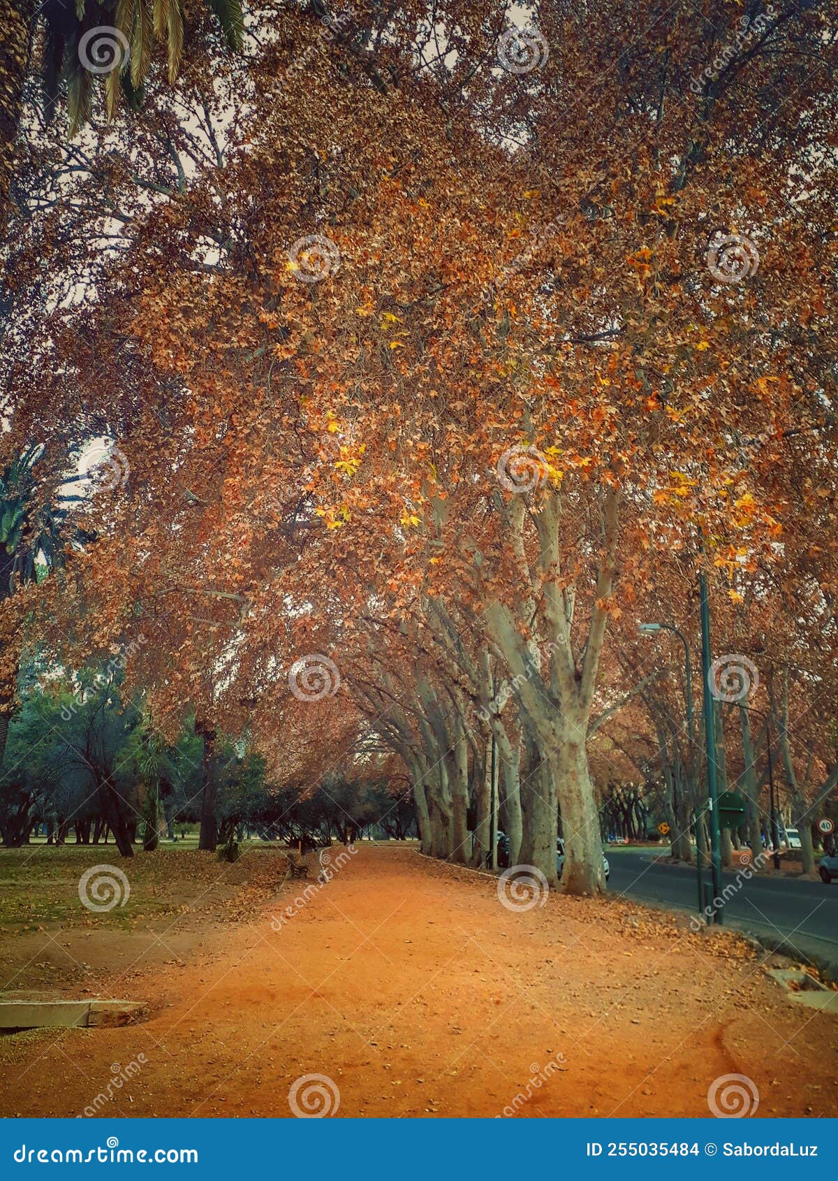ÃÂrvores no perÃÂ­odo do outono no parque em mendoza na argentina