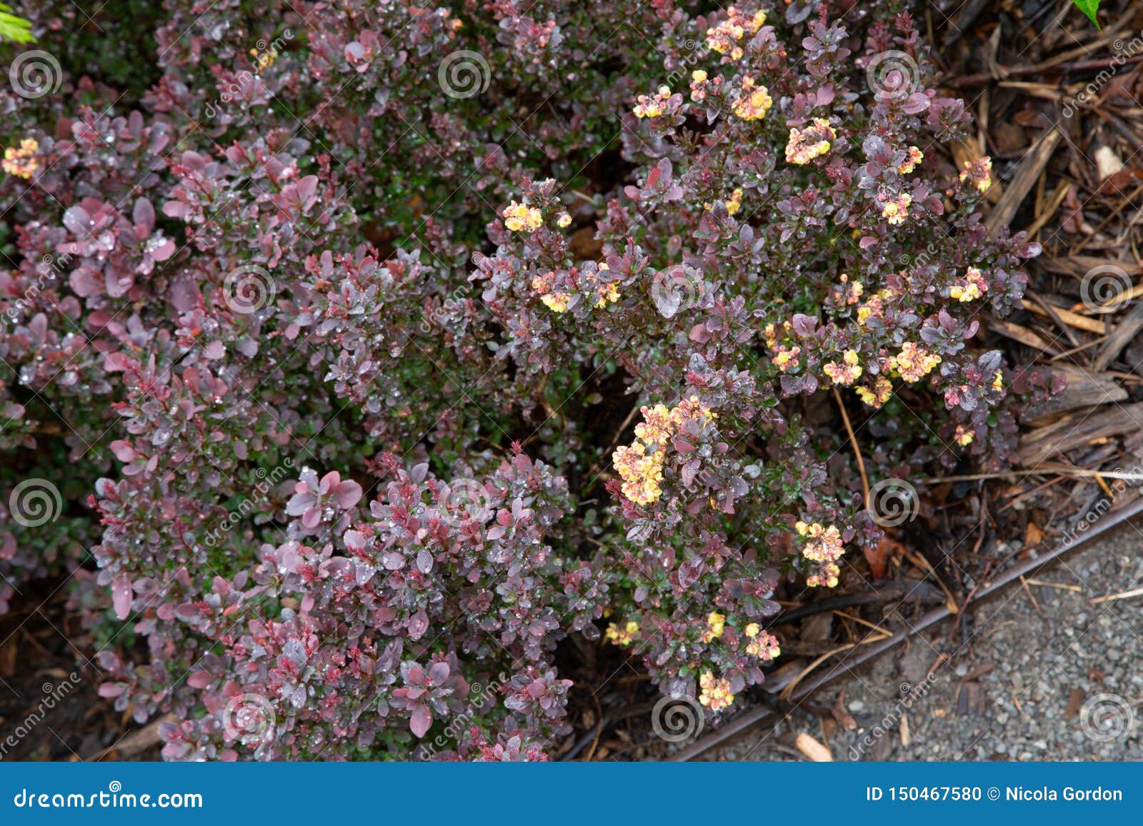 Ãâ°pine-vinette du japon japanese barberry berberis thunbergii.f atropurpurea