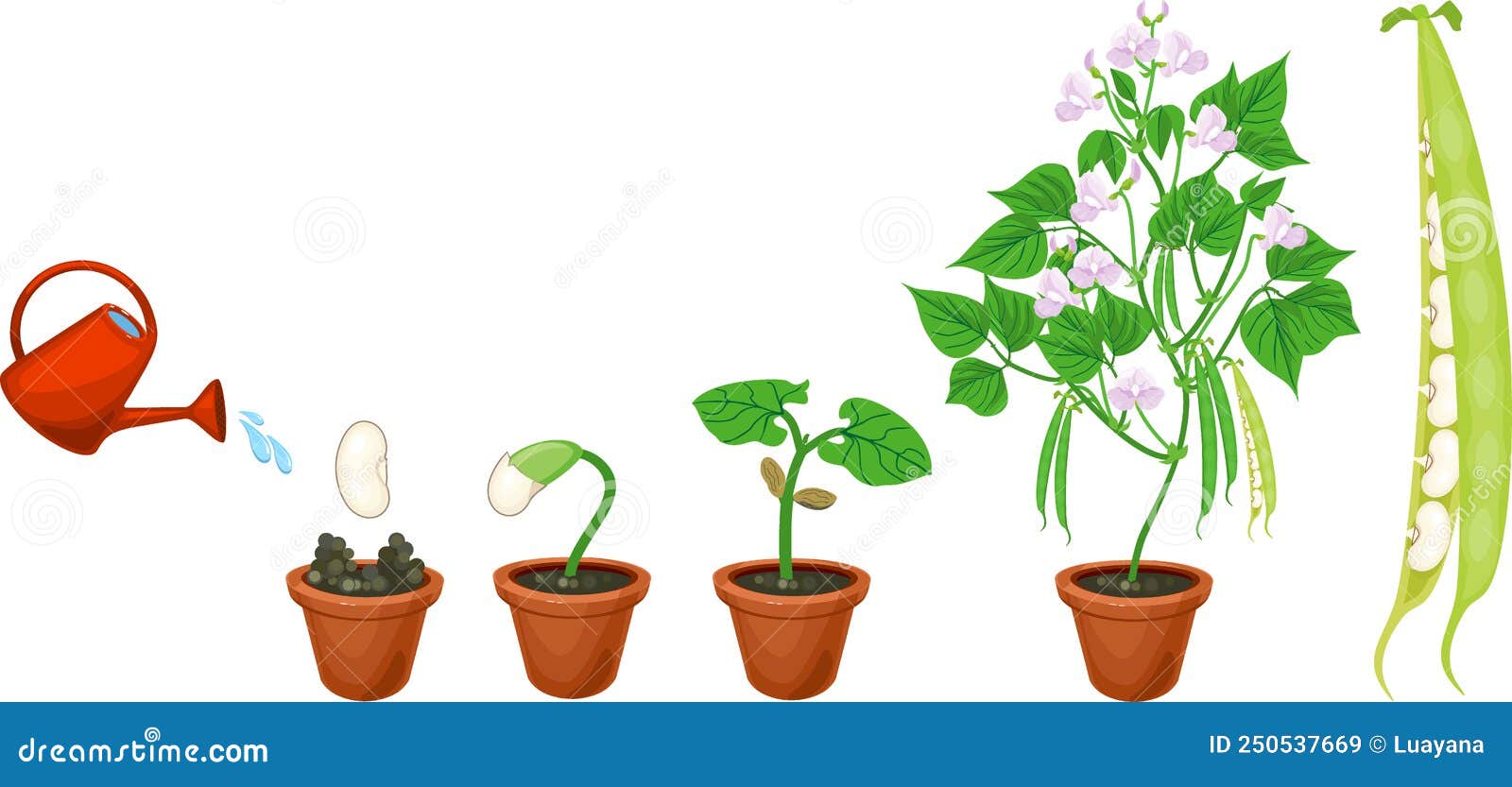 Life Cycle Of Bean Plant. Growth Stages From Seeding To Flowering And