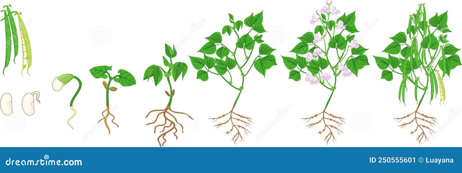 Life Cycle Of Bean Plant. Growth Stages From Seeding To Flowering And