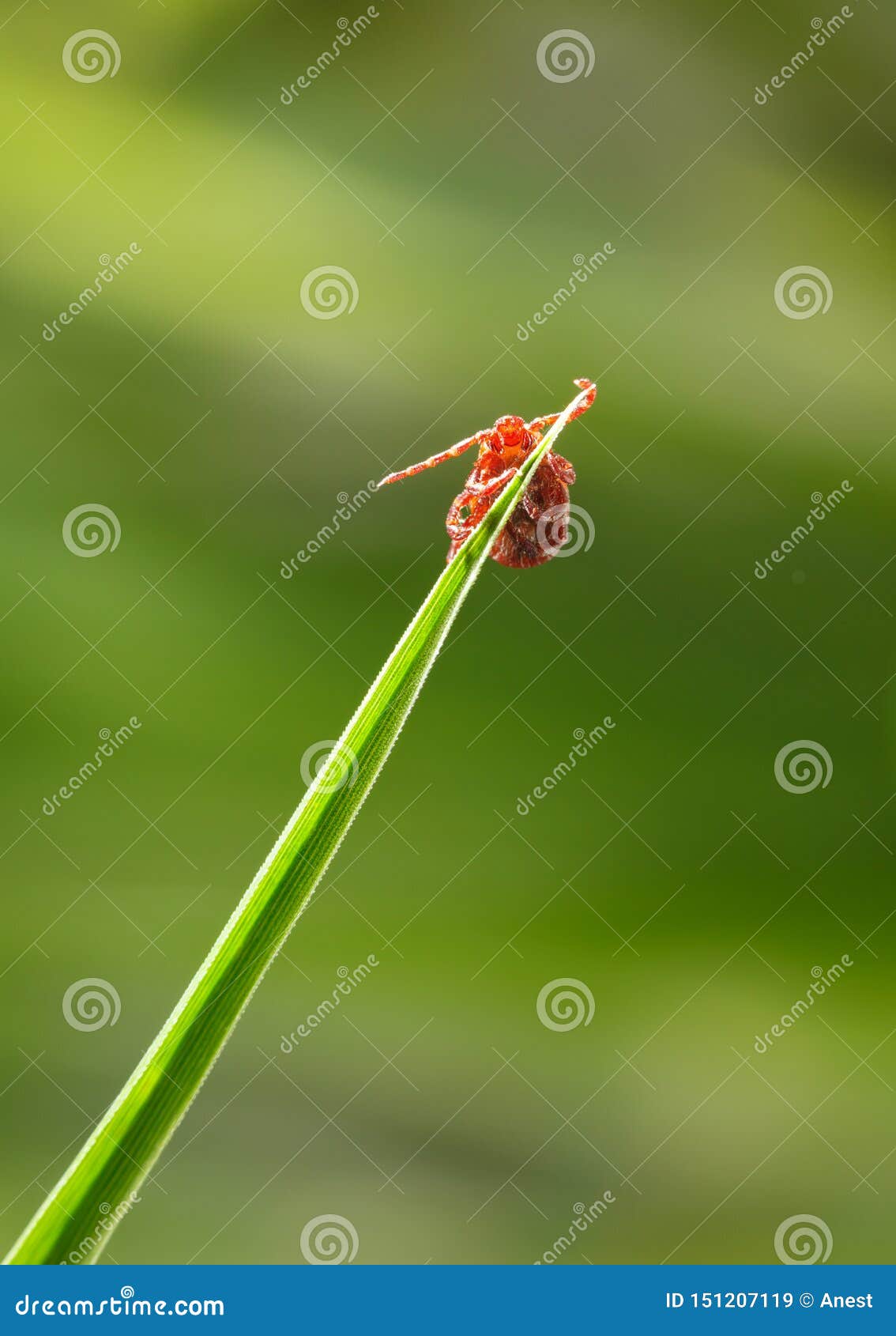 Ácaro na lâmina da grama. Macro dos variabilis perigosos do Dermacentor do tiquetaque de Levi do americano do parasita que esperam uma vítima na grama sobre o fundo verde do prado na mola