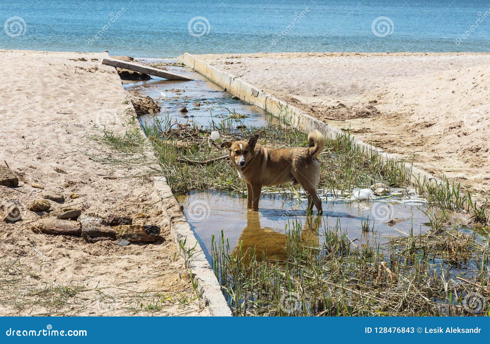 A água de esgoto e o agregado familiar sujos rubbish no rio pequeno, crescimento rápido das causas do canal de irrigação das algas Poluição de água Problema ecológico Problema do plástico O uso da água é perigoso, ele é proibido