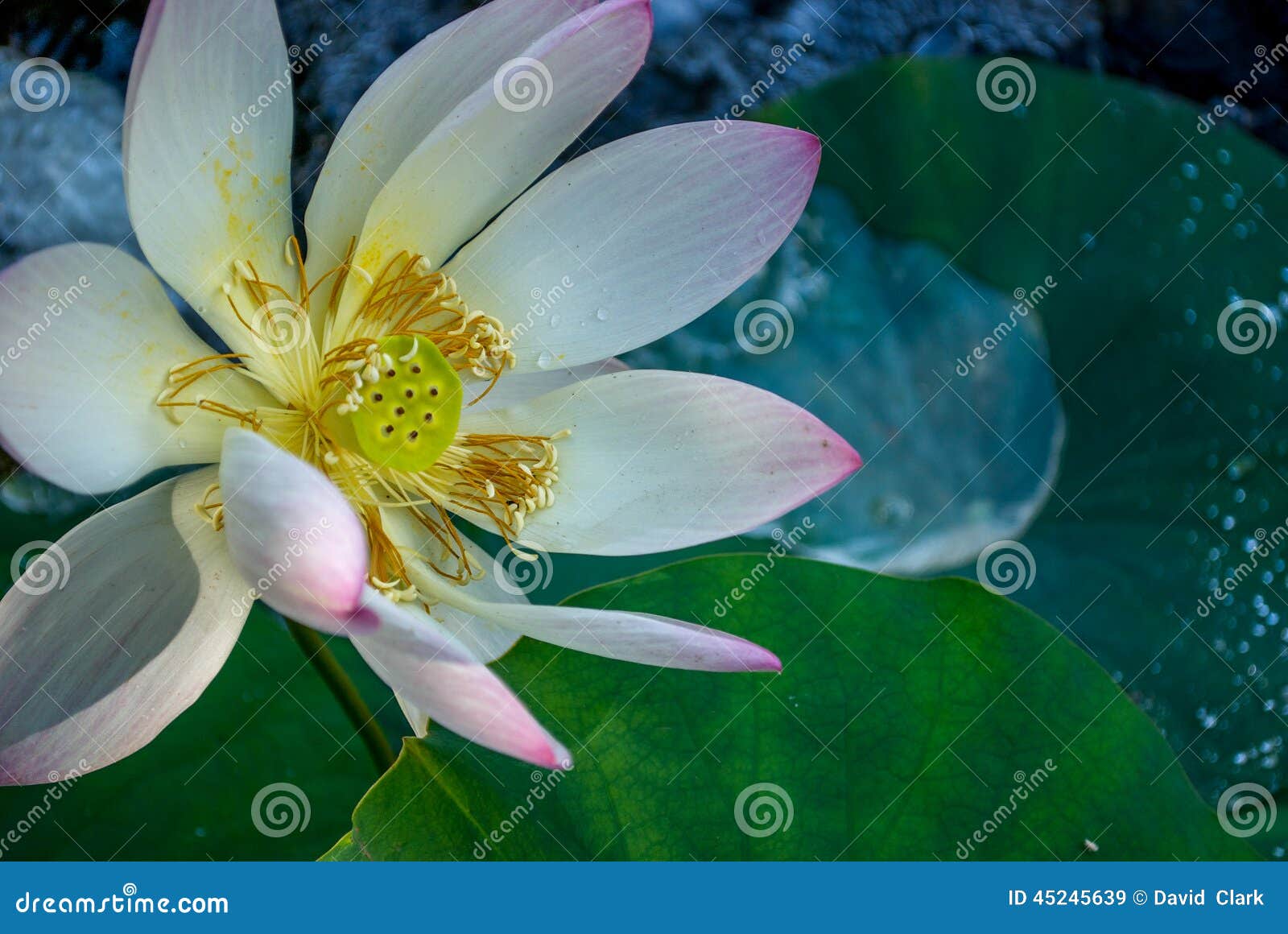 Água Lilly na flor. Água Lilly no jardim da água na flor