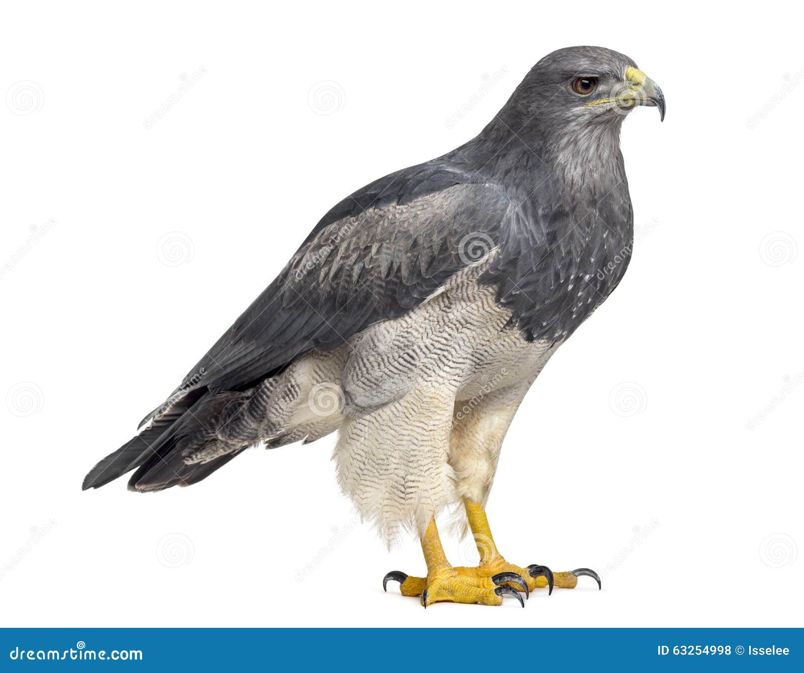 Águila Azul Chilena Melanoleucus De Geranoaetus