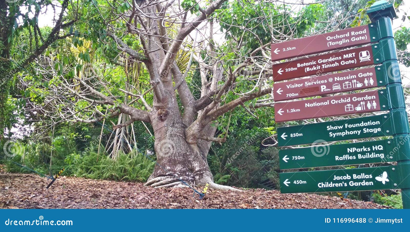 Árbol achaparrado grande. Árbol valiente grande con el tronco grueso y ramas desnudas en los jardines botánicos, Singapur