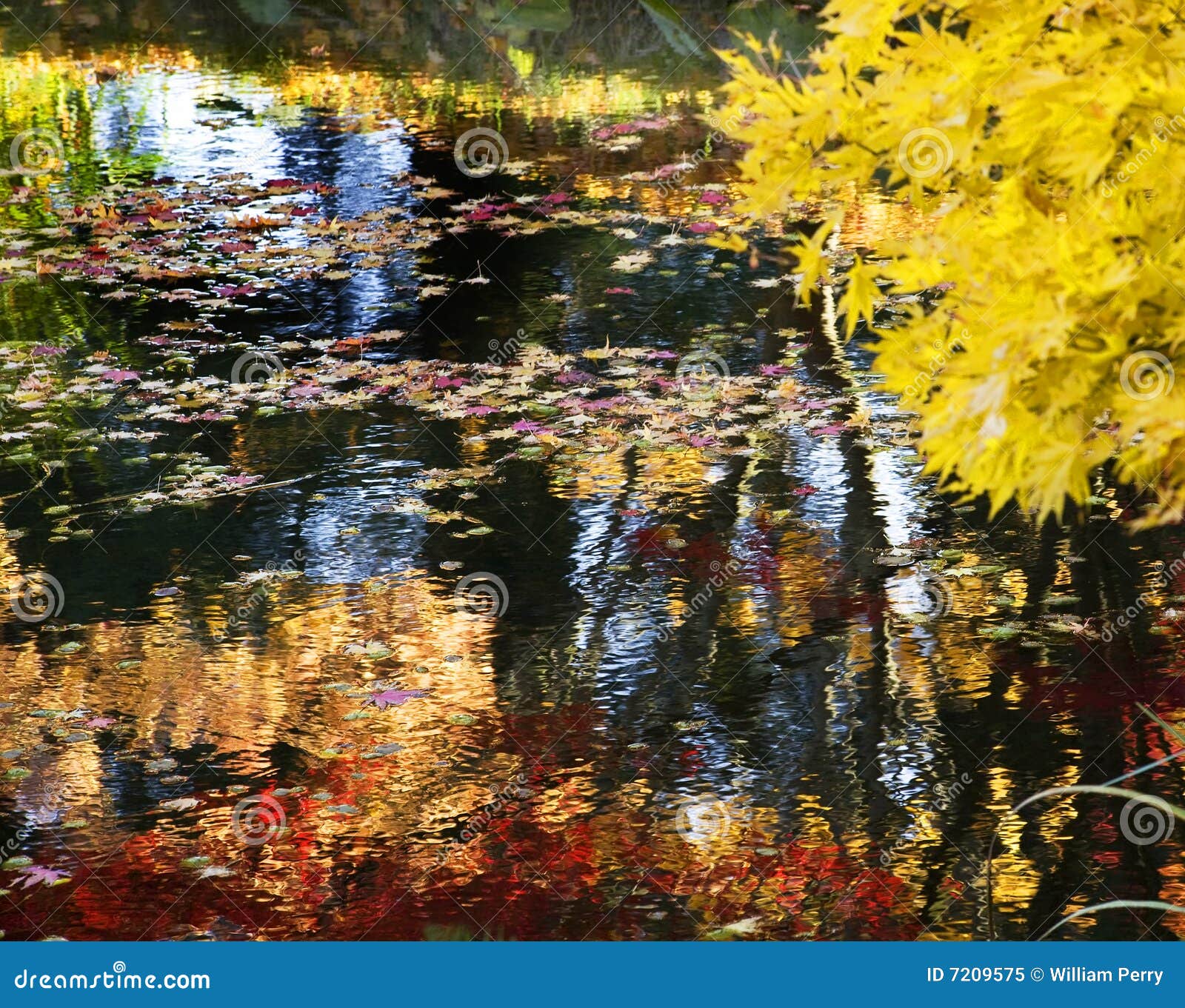 Árbol Amarillo Water Reflections Van Dusen Gardens Imagen de archivo
