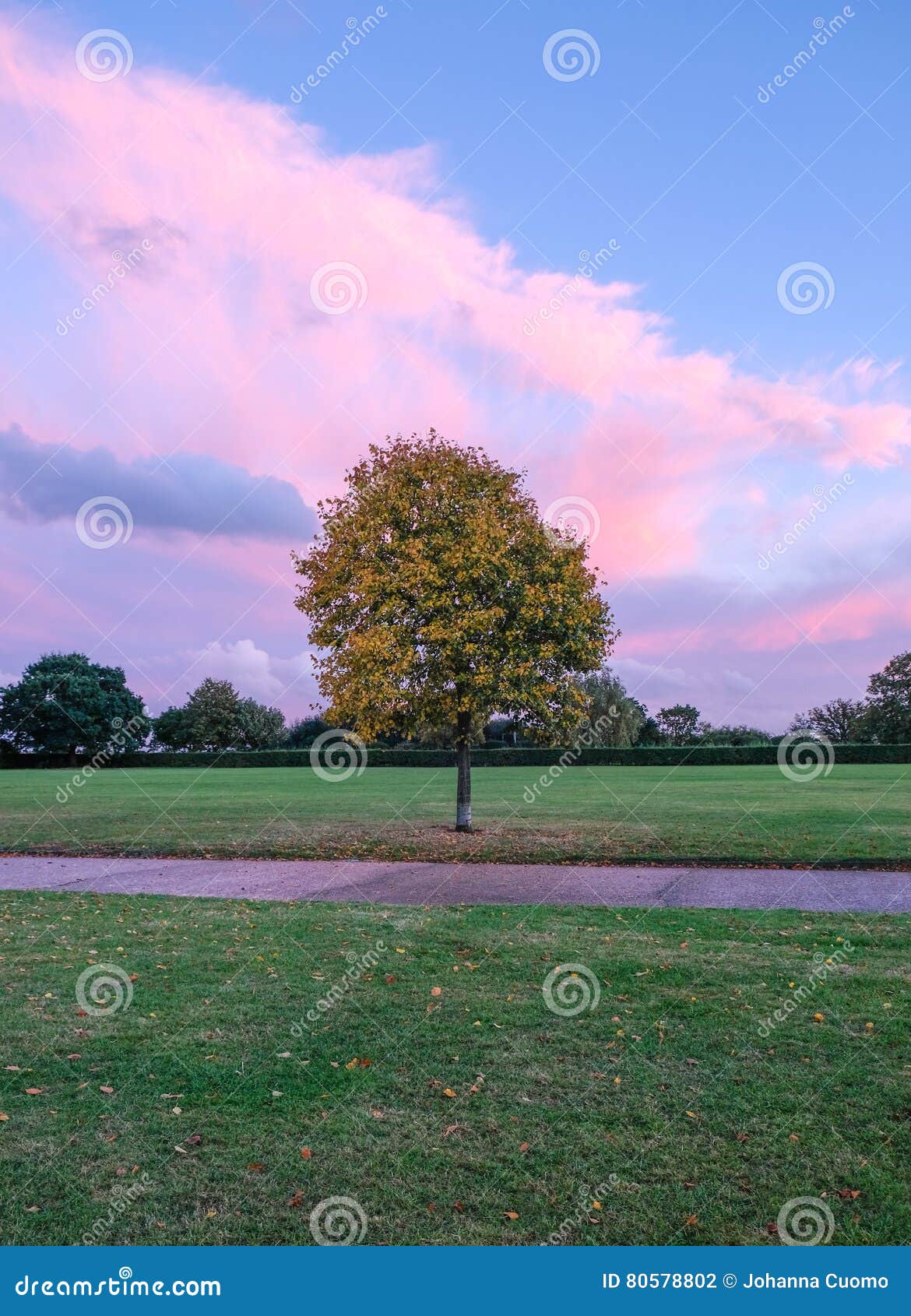 Árbol de Autum en el parque. Tomó este tiro en una tarde de octubre y muestra un cielo hermoso con las nubes preciosas y los colores rosados