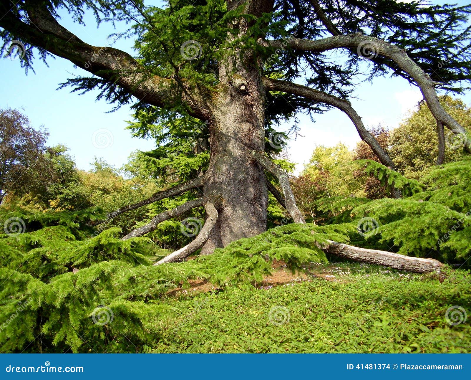 Árbol de Cedro-de-Líbano foto de archivo. Imagen de libanés - 41481374