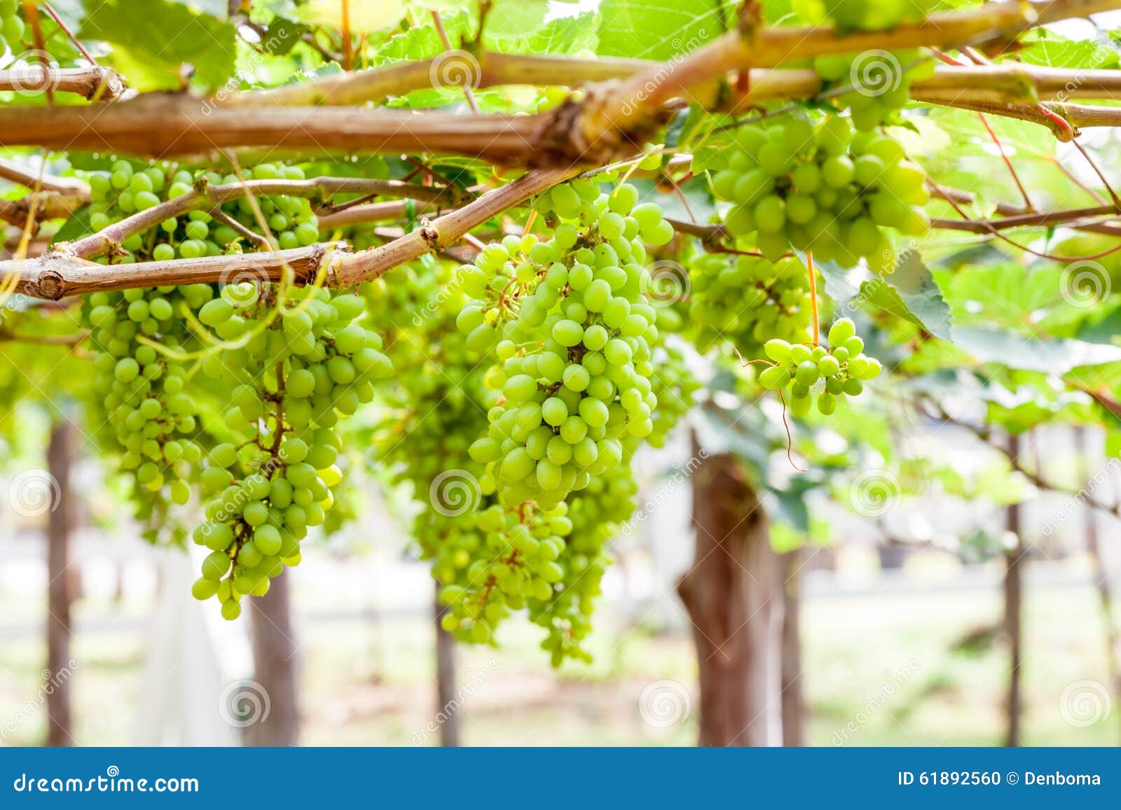 Árbol De La Uva En El Jardín Foto de archivo Imagen de uvas, belleza