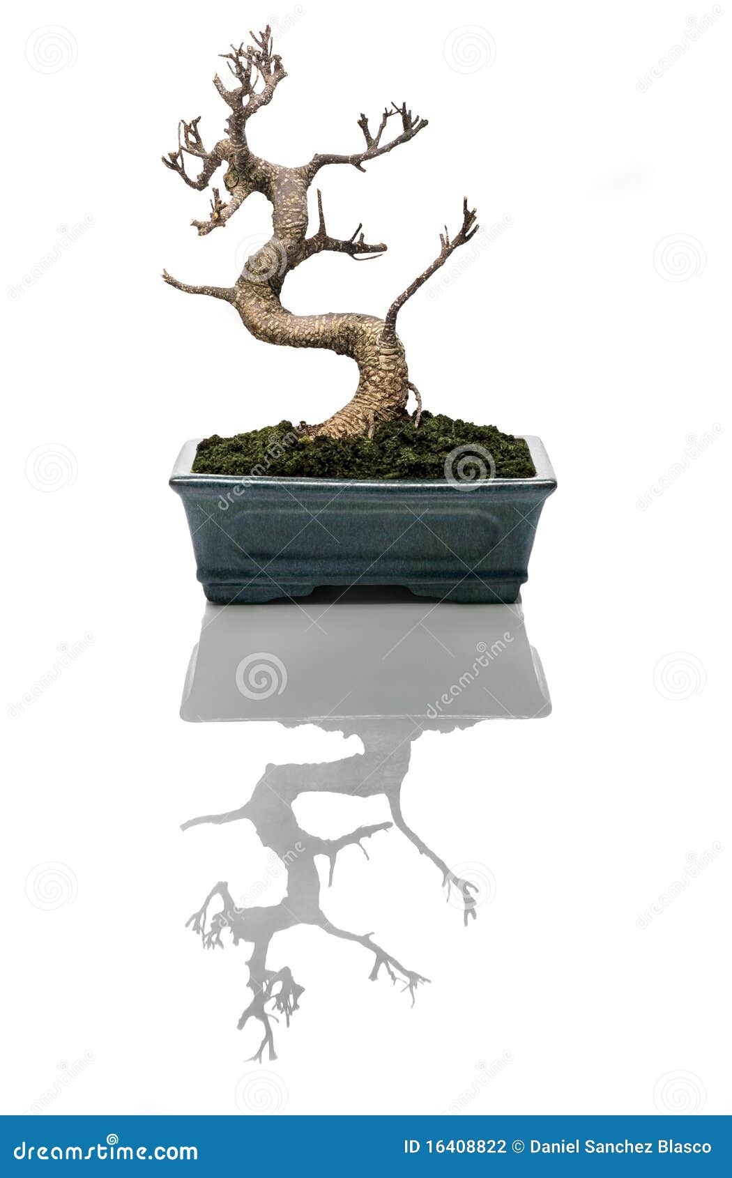 Árbol De Los Bonsais Secado Foto de archivo Imagen de bonsai, muerto